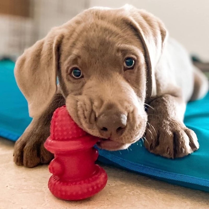 Spunky pup Hydrant Dog Toy Fill with Treats or Kibble | Rugged Double Wall Textured Rubber | Promotes Healthy Teeth and Gums | Dishwasher Safe | For Large Dogs | Made in USA - Image 5